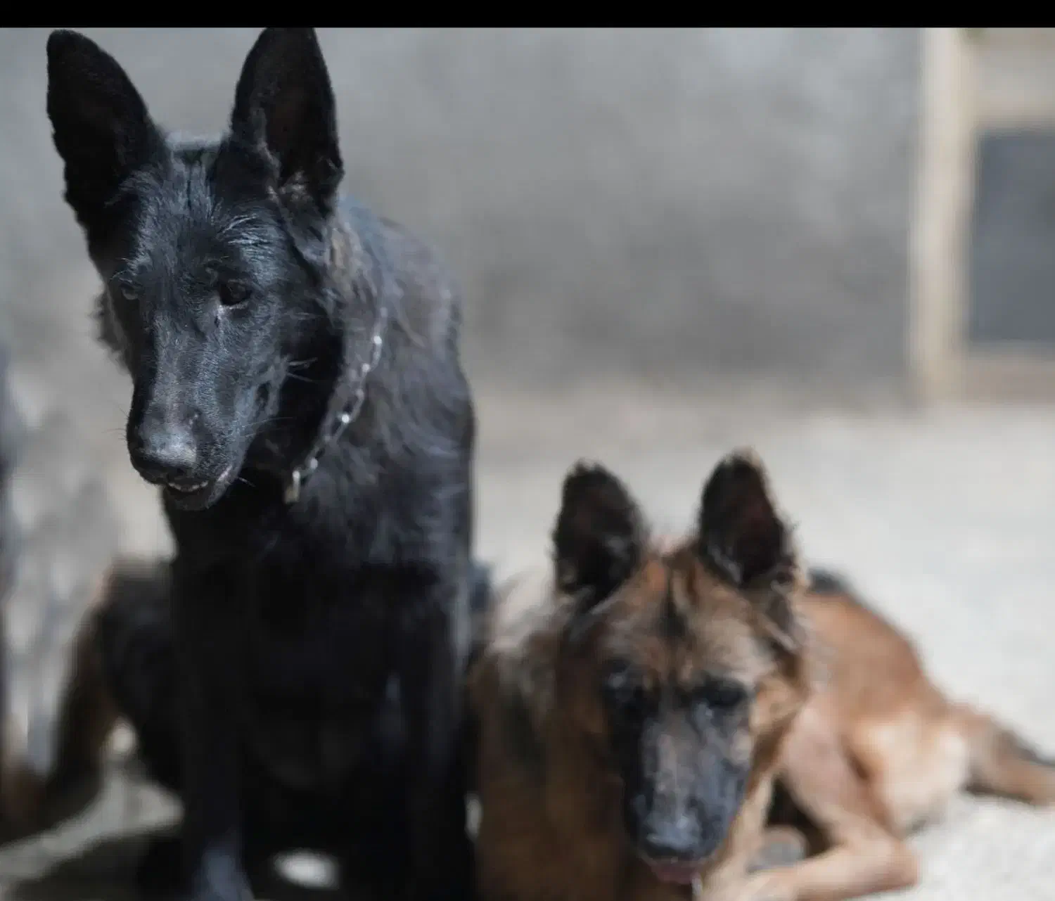 دو عدد ژرمن شولاین موبلند بلک و دورنگ|سگ|صحنه, |دیوار