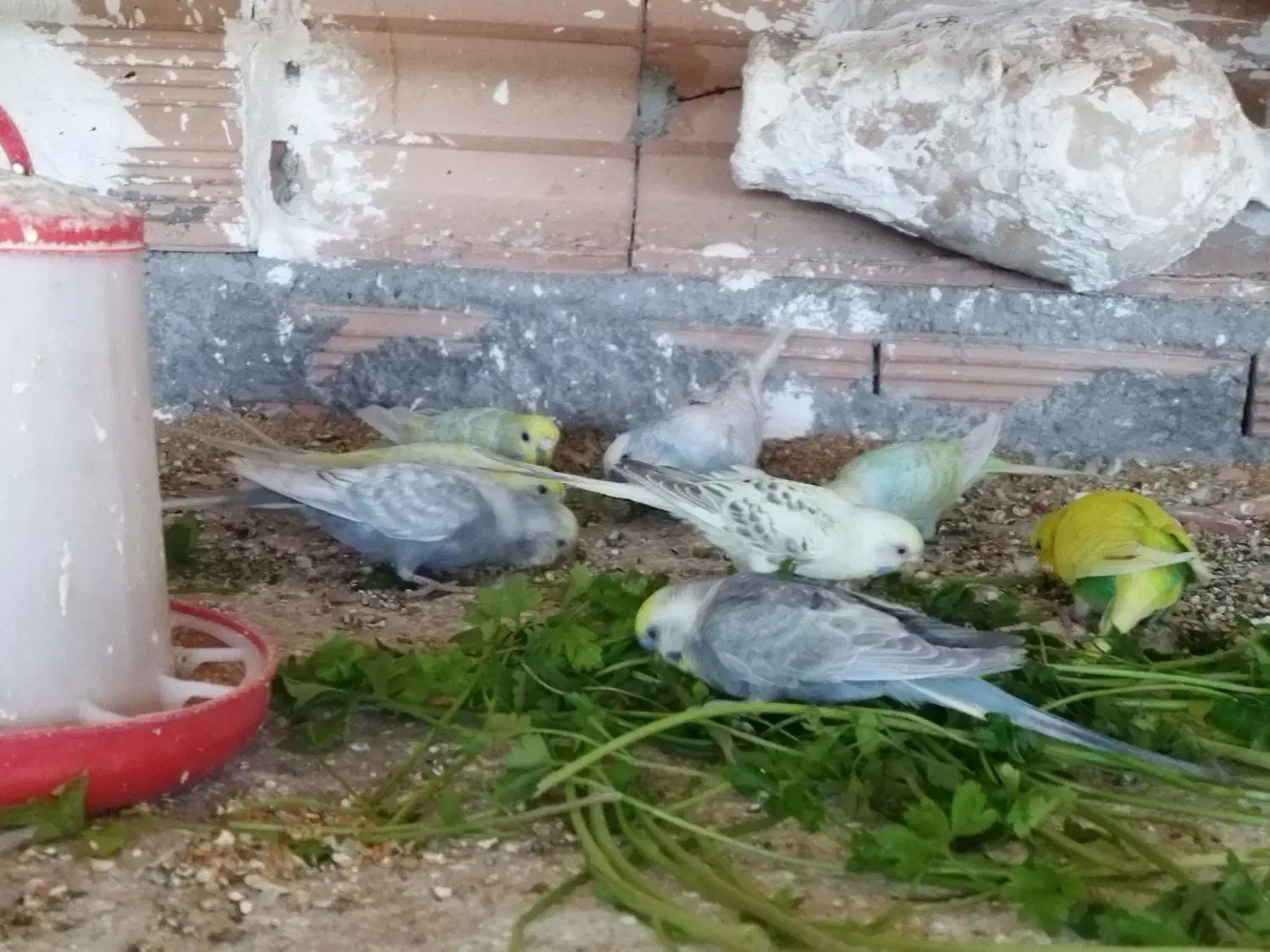 مرغ عشق رینبو..|پرنده|گرگان, |دیوار