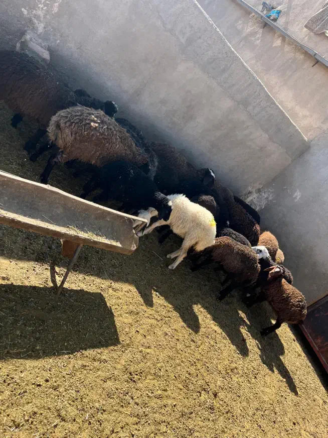 ۲۲راس بره ماده و نر بومی|حیوانات مزرعه|قم, شهرک امام حسین|دیوار