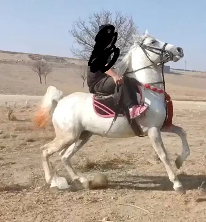 اسب نریان کرد ۶دنگ|اسب و تجهیزات اسبسواری|تهران, جیحون|دیوار