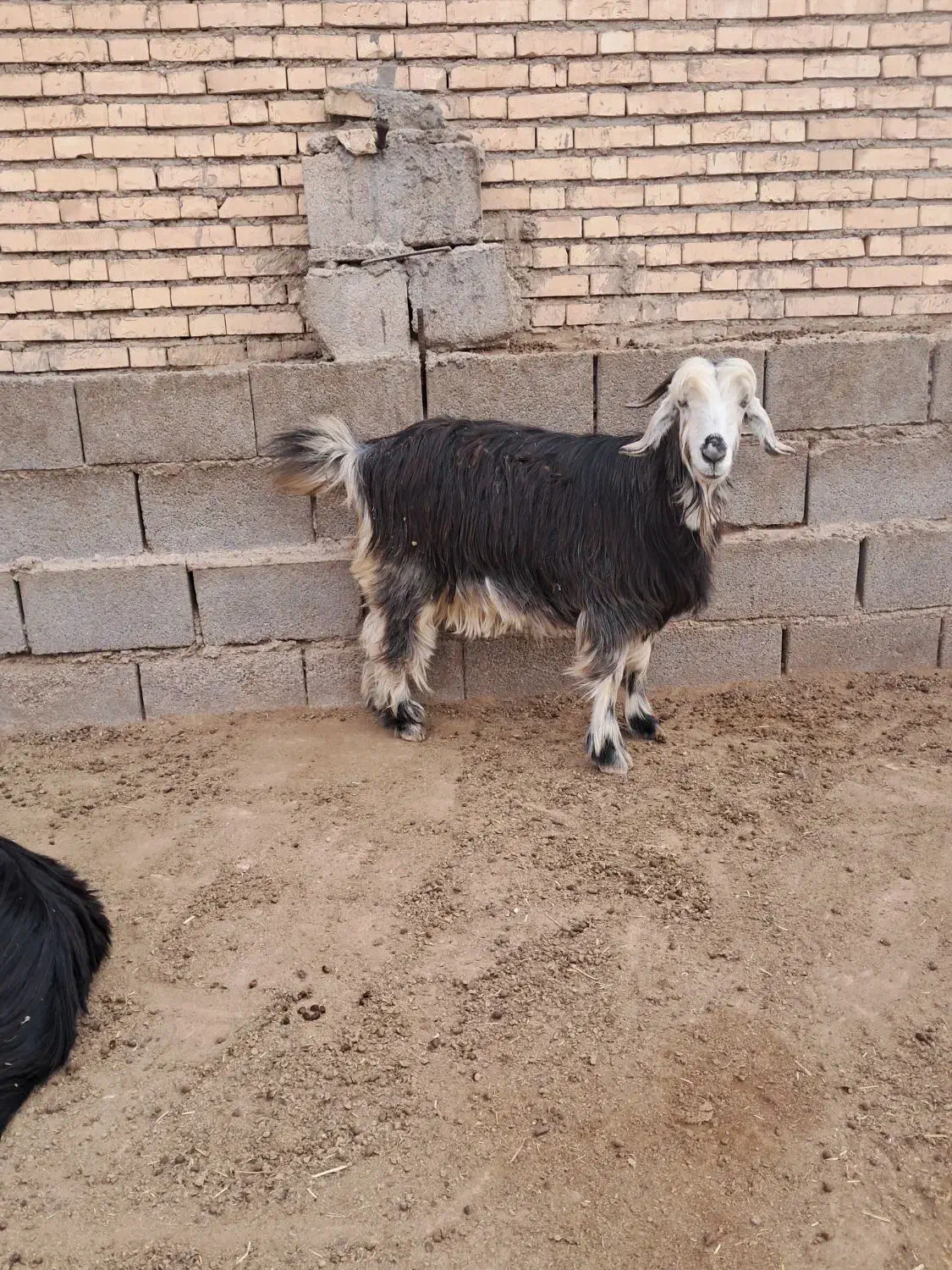 بز دو بیگ نر|حیوانات مزرعه|گتوند, |دیوار