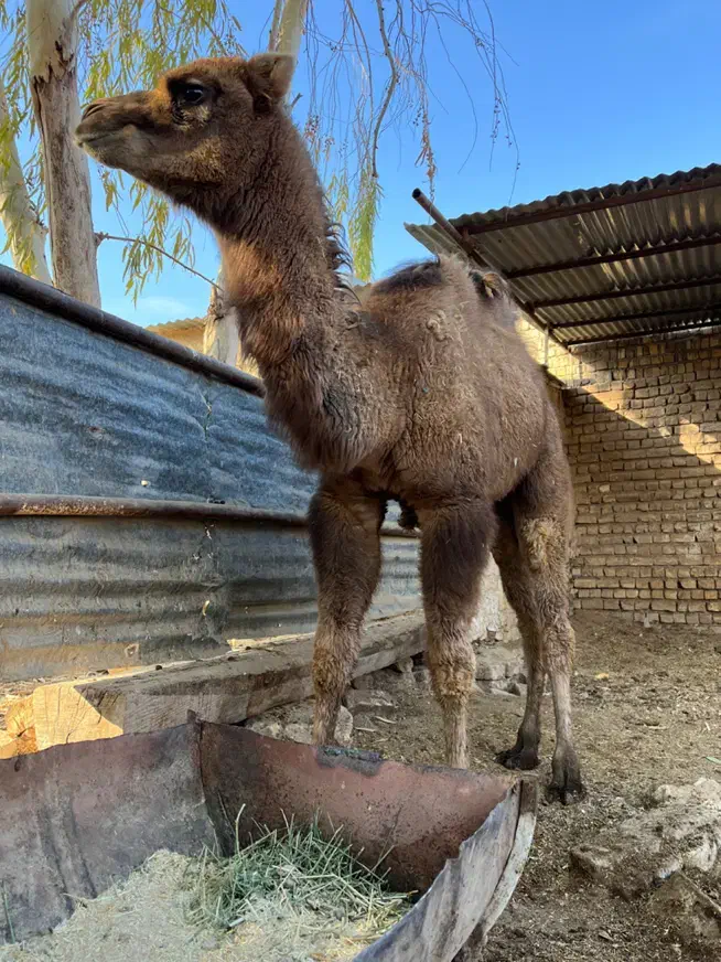 بچه شتر چاق برای نذری|حیوانات مزرعه|قنوات, |دیوار