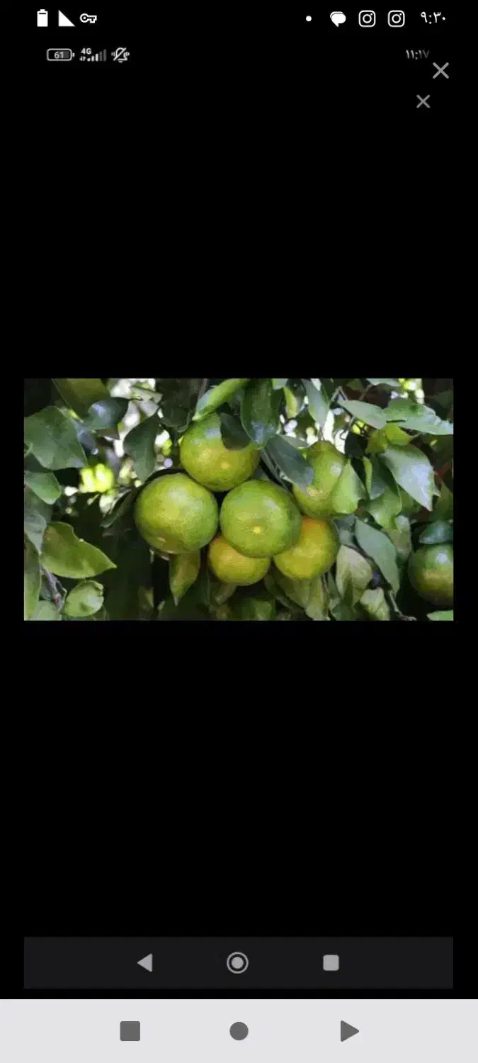 پرتغال سردرختی نارنگی ژاپنی تامسون خونی|خدمات باغبانی و درختکاری|ساری, |دیوار