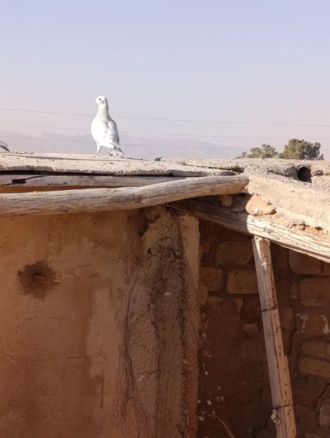 کفتر پرشی|پرنده|فرح دشت, |دیوار