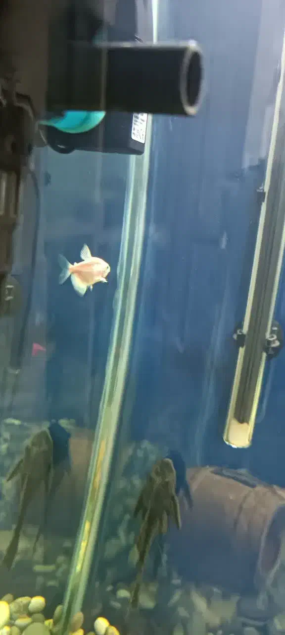 ماهی و ملزومات دکور اکواریوم|ماهی|کرج, آق تپه|دیوار