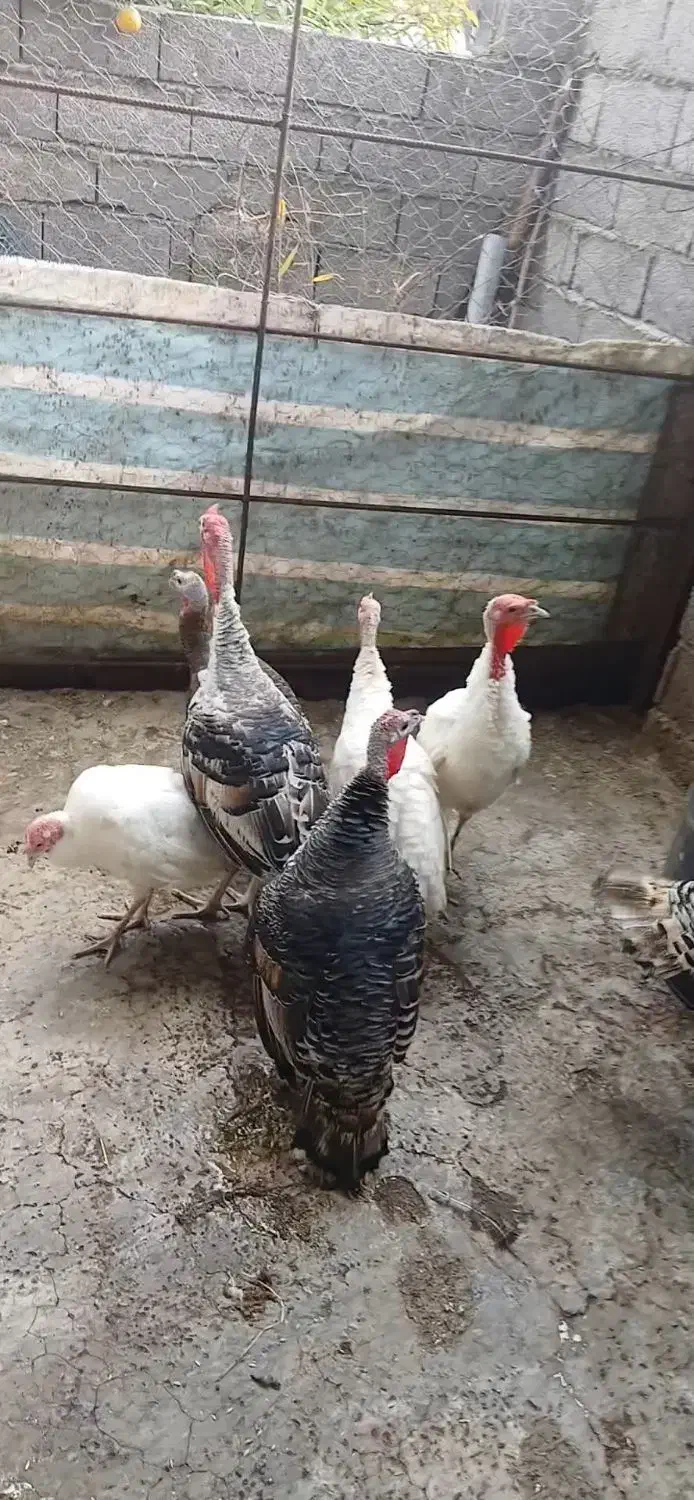 بوقلمون کوهی|حیوانات مزرعه|تالش, هشتپر|دیوار