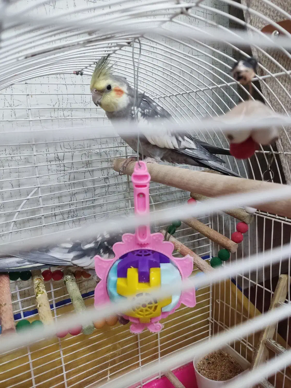 عروس هلندی|پرنده|بیجار, |دیوار