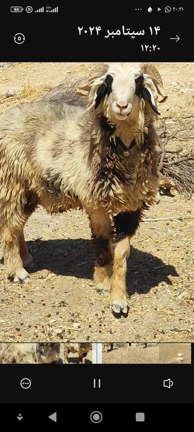 کاوه قوچ|حیوانات مزرعه|دهدشت, |دیوار