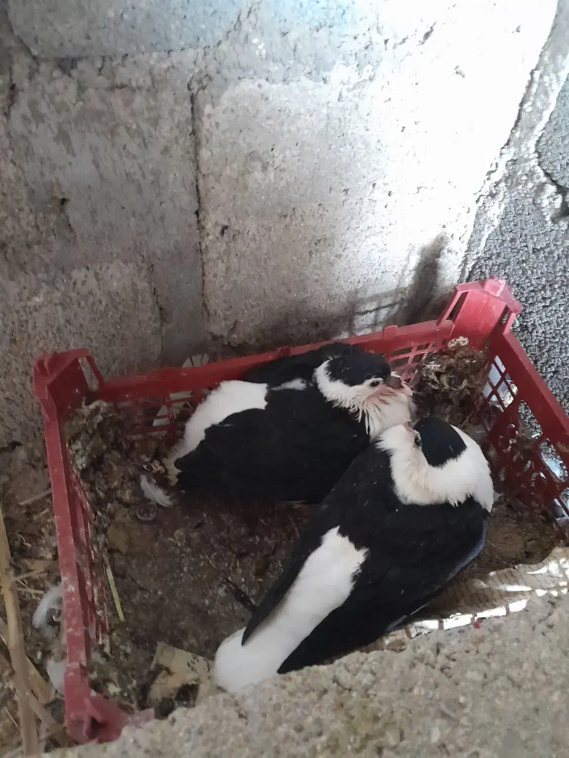 فروش کبوتر شهری افغانی|پرنده|گله دار, |دیوار