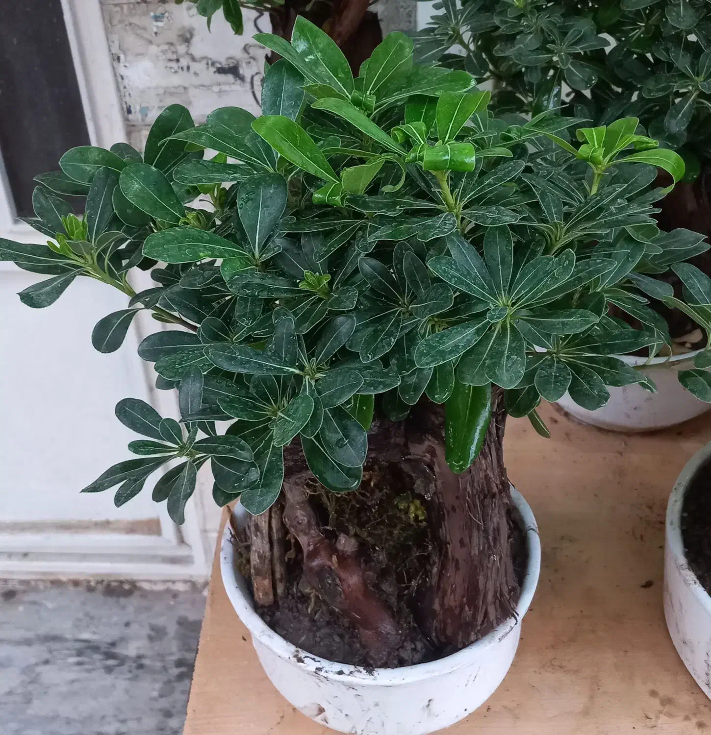 بنسای میخک هندی|گل و گیاه طبیعی|قم, شهدا|دیوار