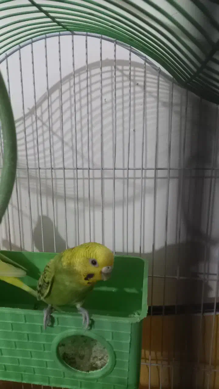 مرغ عشق نر و ماده که سه تا تخم هم دارند|پرنده|بندر کنگان, |دیوار