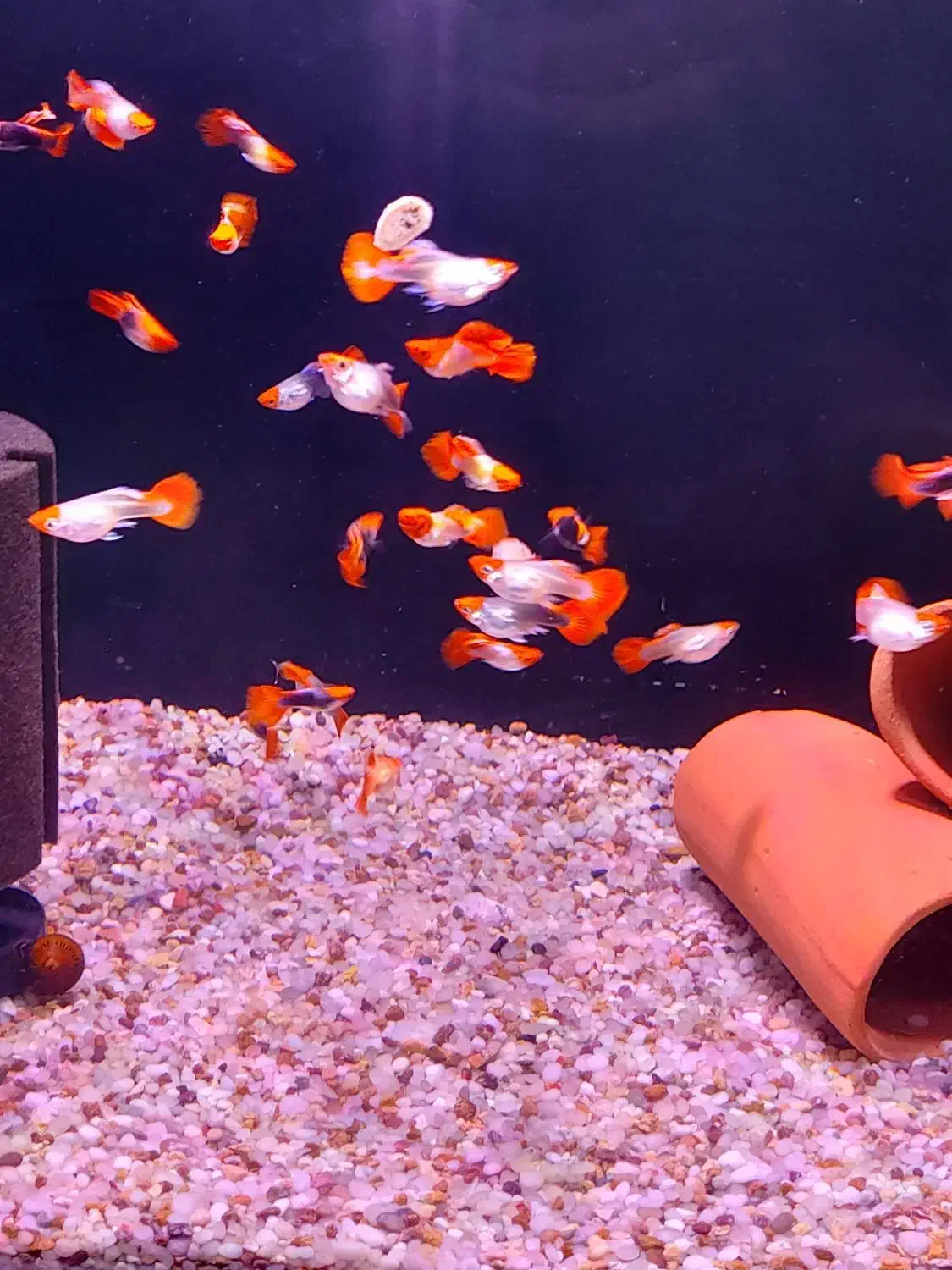 گوپی کوی توکسیدو بالن گریدA|ماهی|بندر ماهشهر, |دیوار