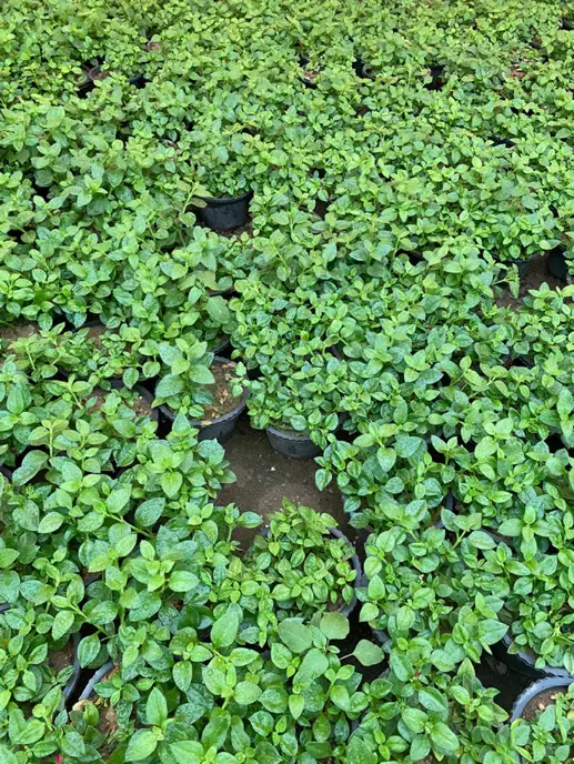 گل ناز ،برگ بیدی ، خرفه|گل و گیاه طبیعی|قم, شهرک فاطمیه|دیوار