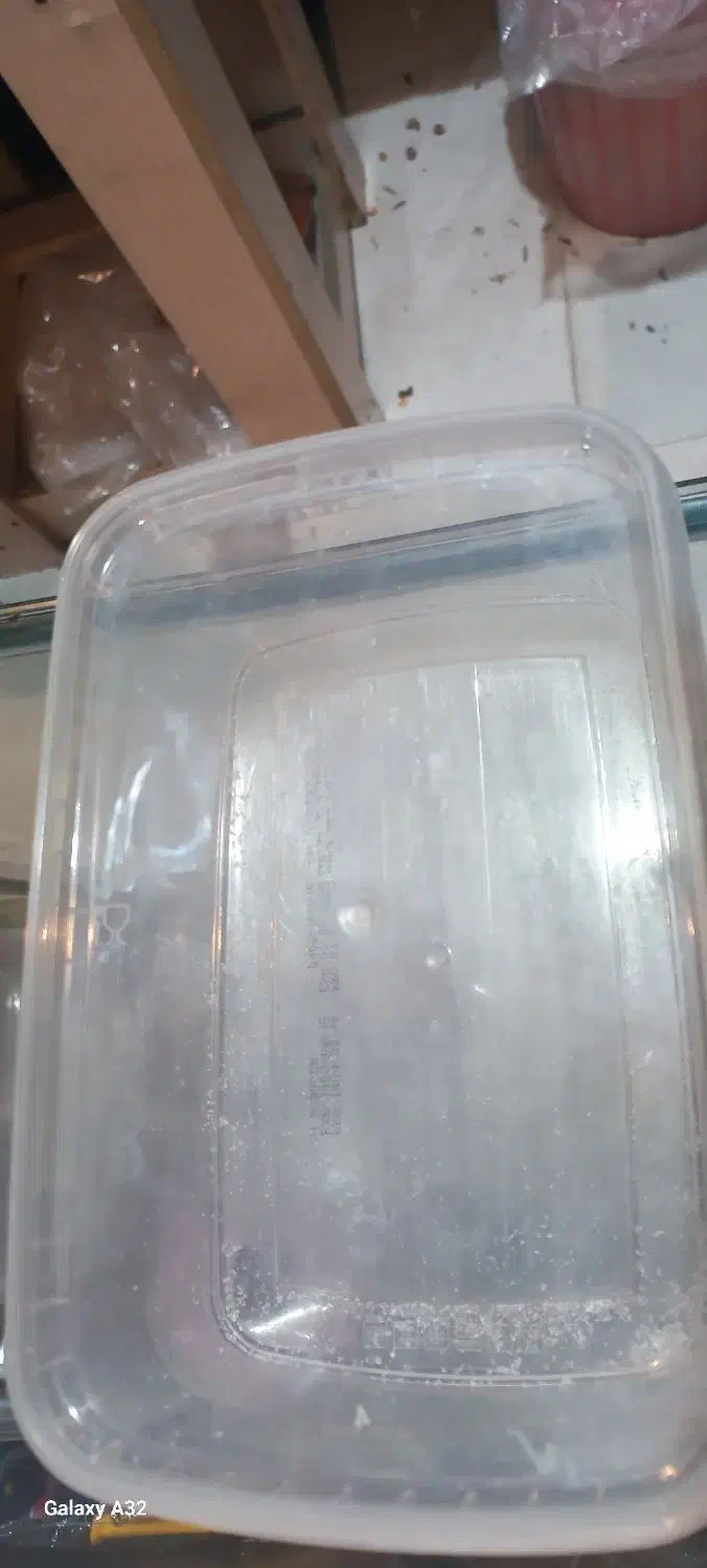 ظرف پلاستیکی|ظروف نگهدارنده، پلاستیکی، یکبارمصرف|مشهد, رضاییه|دیوار