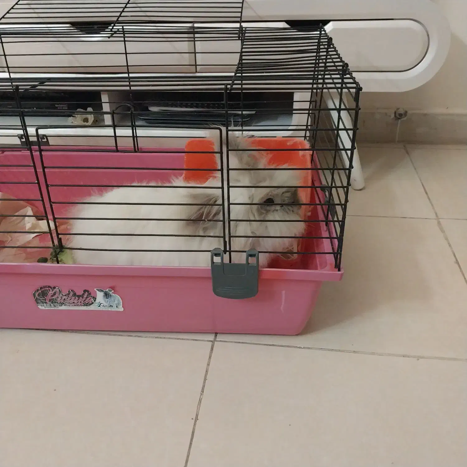 خرگوش لوف|موش و خرگوش|اسلام‌شهر, مسکن مهر اسلاشهر (شهرک امام خمینی)|دیوار