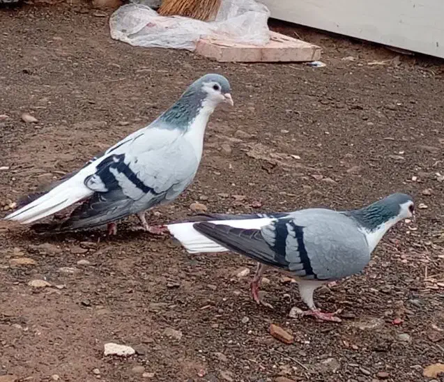 ساده سبز|پرنده|زبرخان, |دیوار