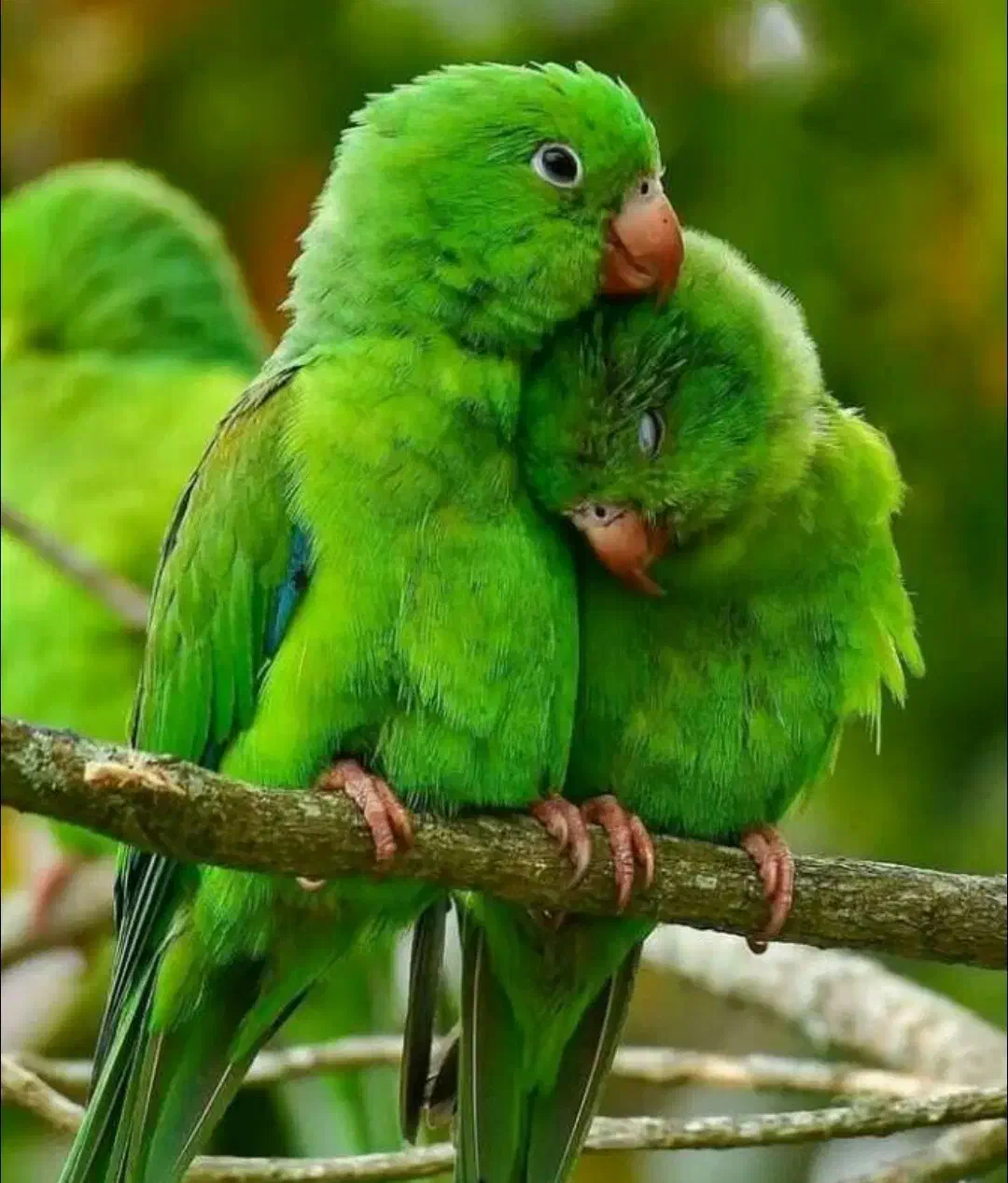 قبول سر پرستی هر پرنده ای|پرنده|چهارباغ, |دیوار