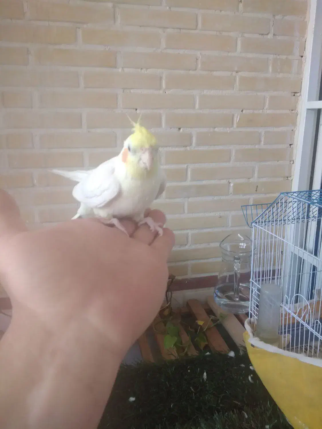 عروس دستی|پرنده|قنوات, |دیوار