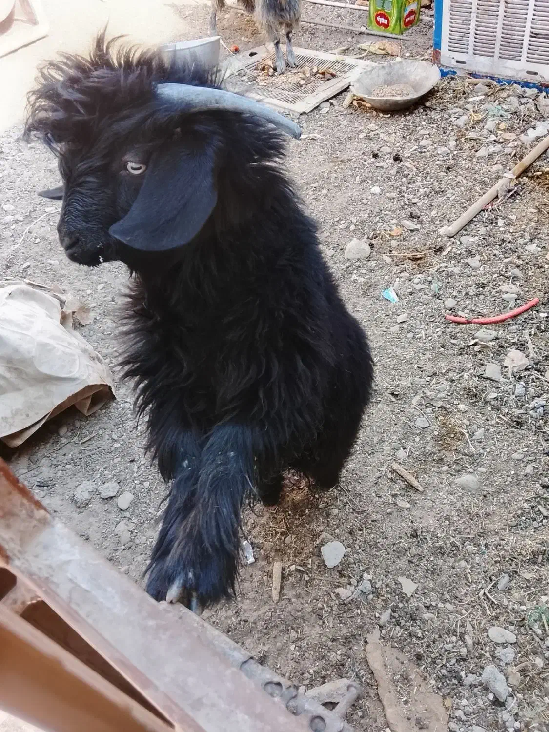 دو عدد گوسفند|حیوانات مزرعه|ایرانشهر, |دیوار