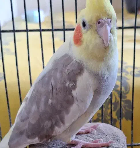 عروس هلندی لوتینو|پرنده|بندر انزلی, معلم|دیوار