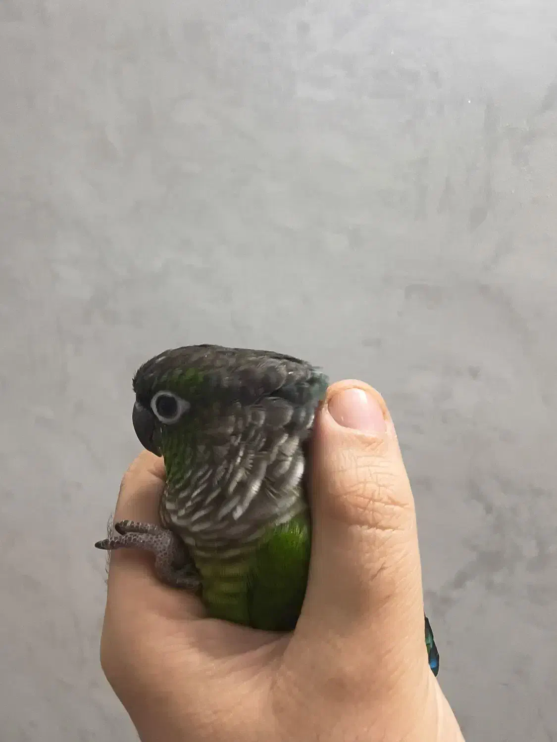 طوطی گرینچیک نر(فول دستی)|پرنده|تهران, بلورسازی|دیوار