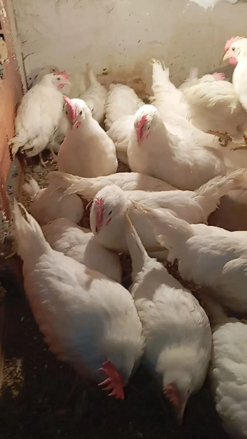 جوجه|حیوانات مزرعه|آق قلا, |دیوار