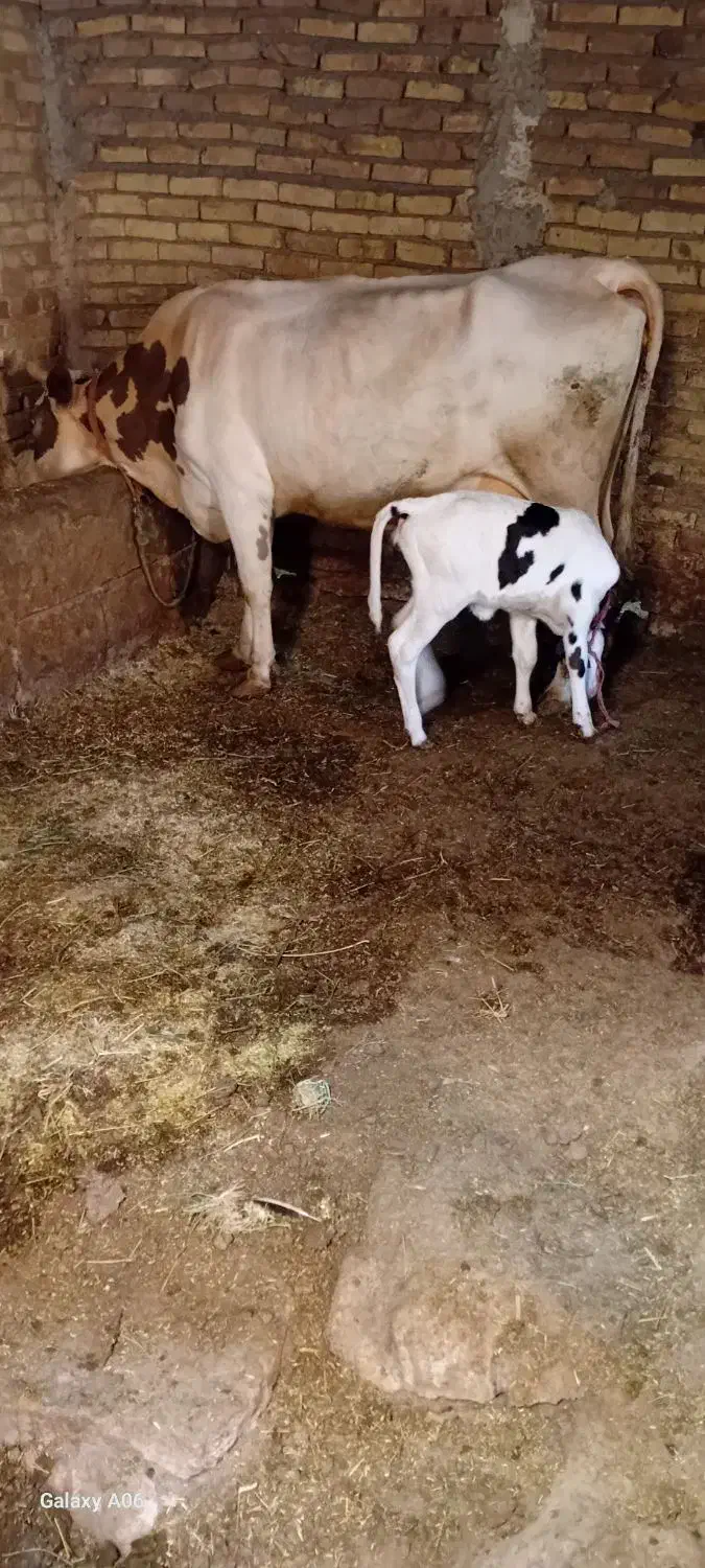 گاو|حیوانات مزرعه|ضیاء آباد, |دیوار