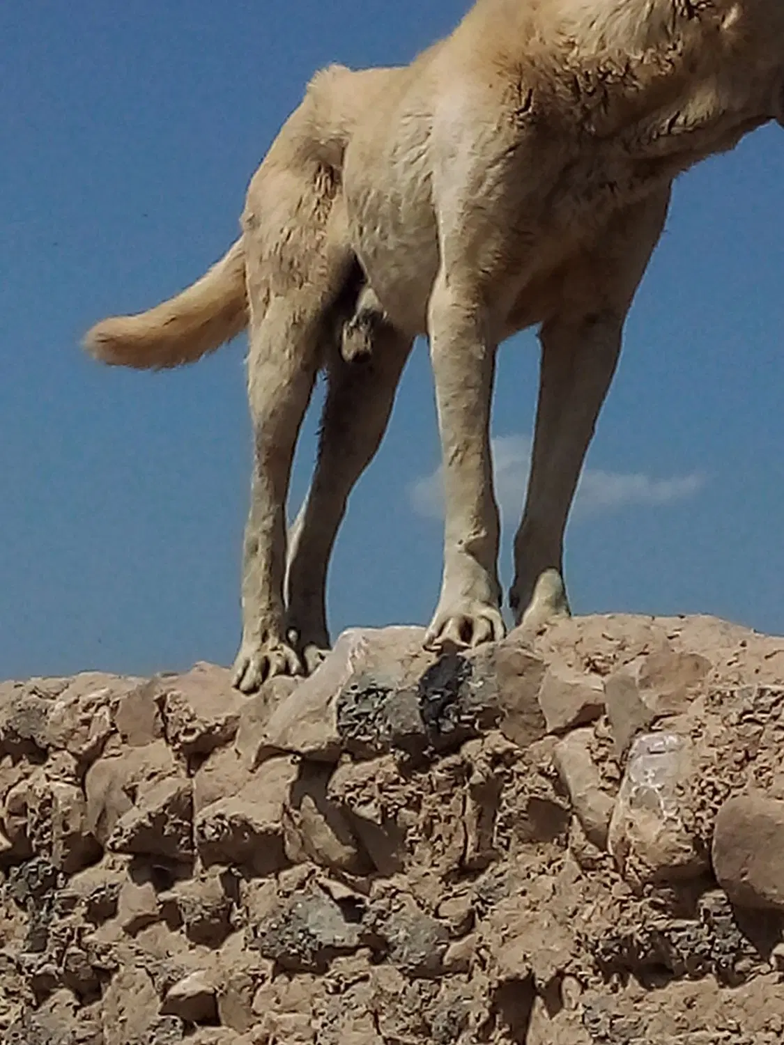 سگ گوسفندی|سگ|شیروان (خراسان), |دیوار