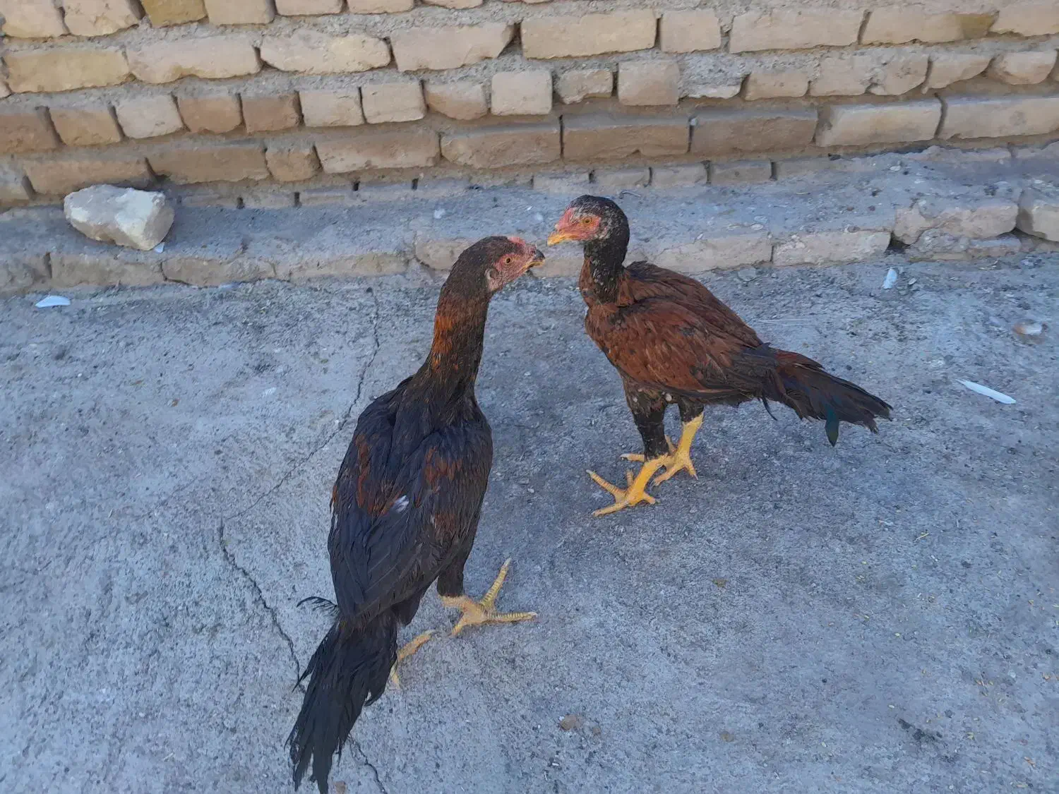 خروس لاری|حیوانات مزرعه|تربت‌حیدریه, بالا ولایت|دیوار