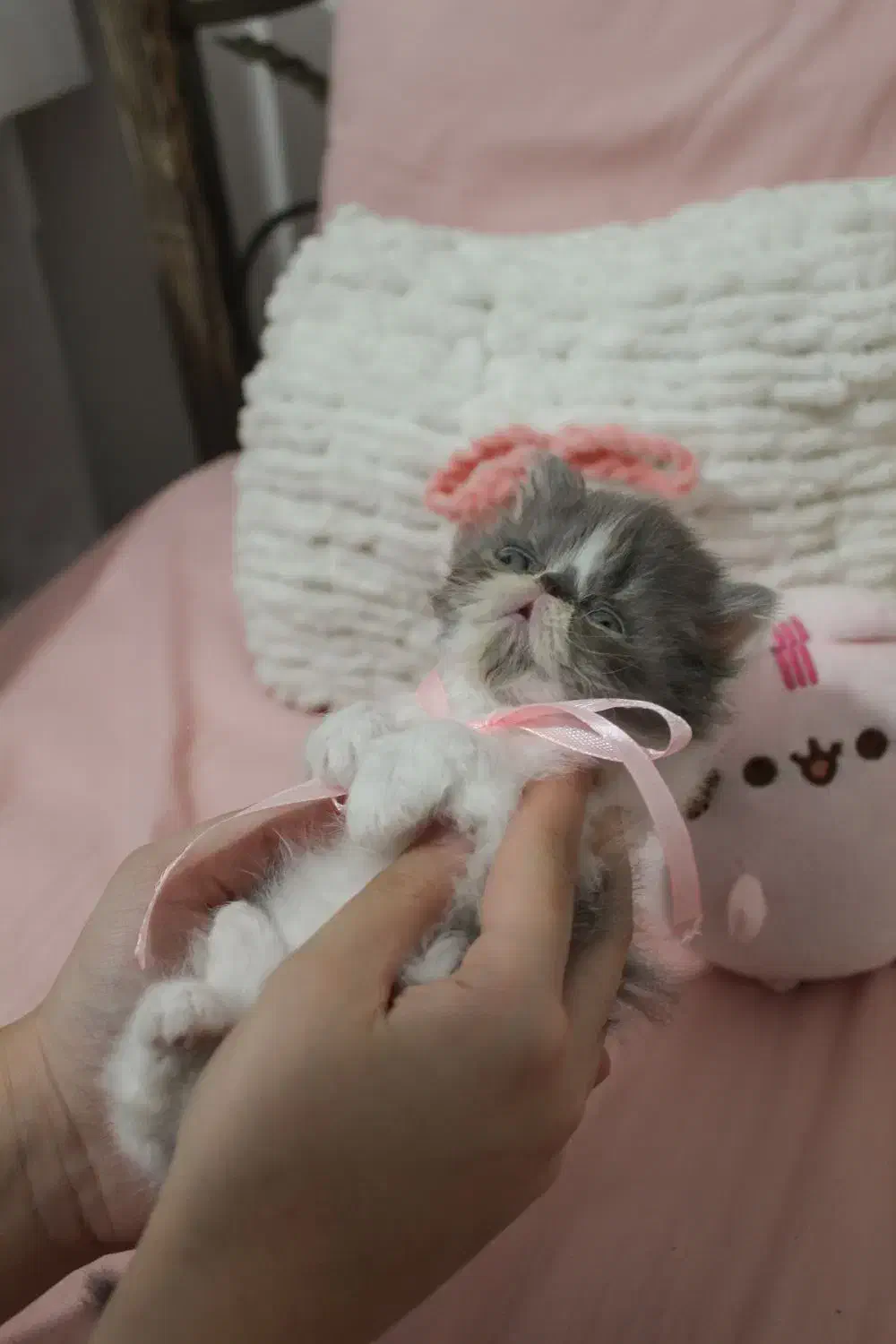 گربه پرشین سوپرفلت کالیکوی اصیل|گربه|رشت, کوی حسینی|دیوار