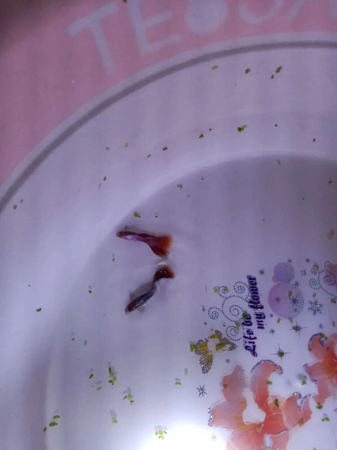 گوپی تاپ گرید|ماهی|تربت‌حیدریه, باغ سلطانی|دیوار