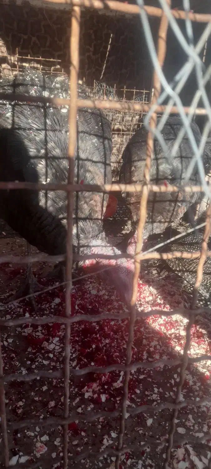 ۲عدد بوقلمون نر و ۲ عدد هشترخانی نرو ماده|حیوانات مزرعه|دشتابی, |دیوار