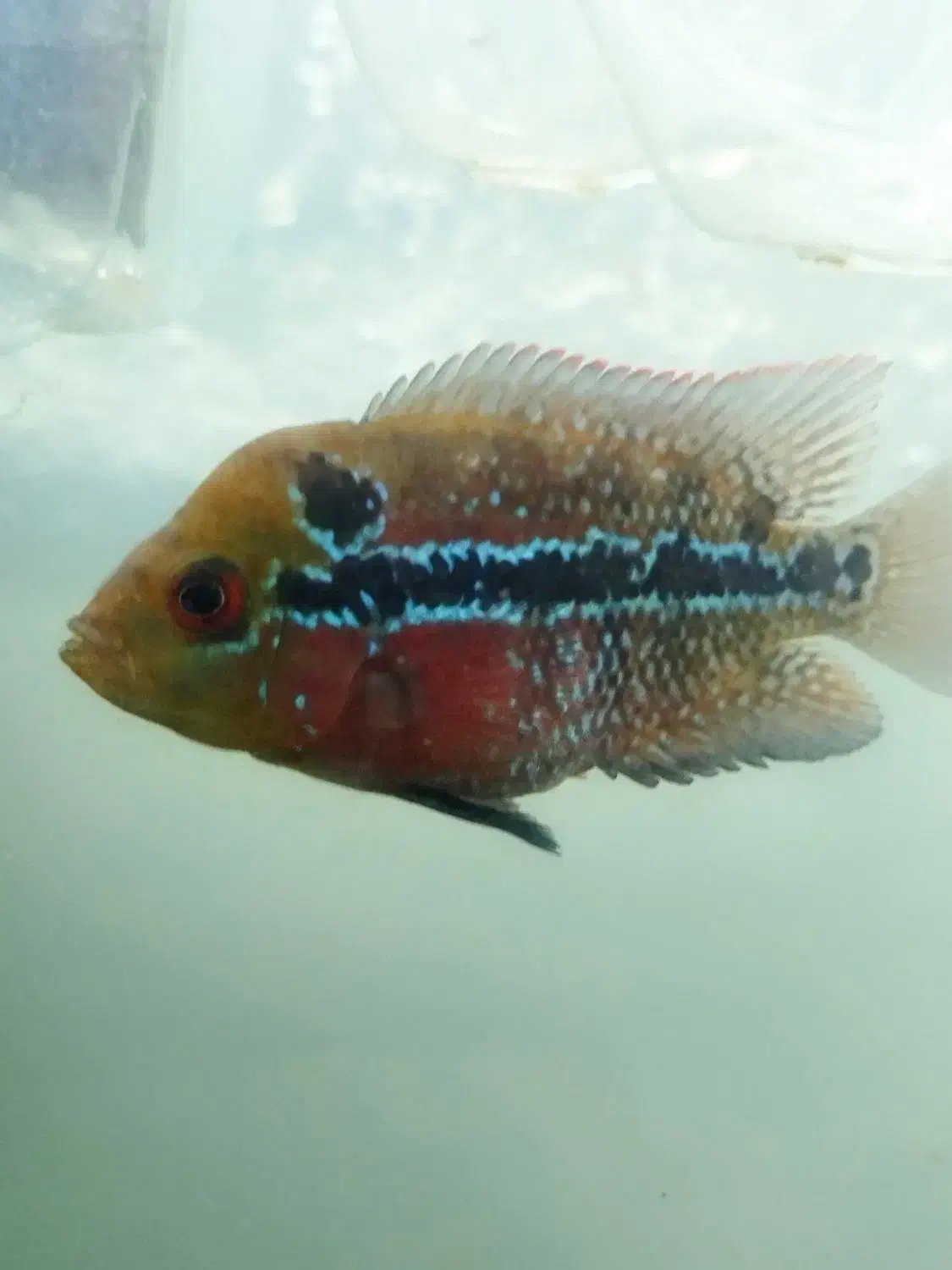 فروش فلاورهورن فلاور سوپر رد|ماهی|مشهد, حسابی جنوبی (شهرک غرب)|دیوار