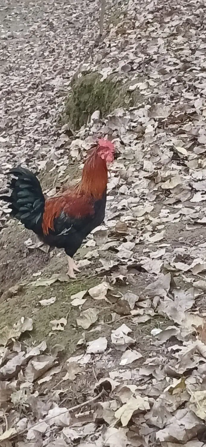 خروس ۷ ماهه|حیوانات مزرعه|رشت, جانبازان|دیوار