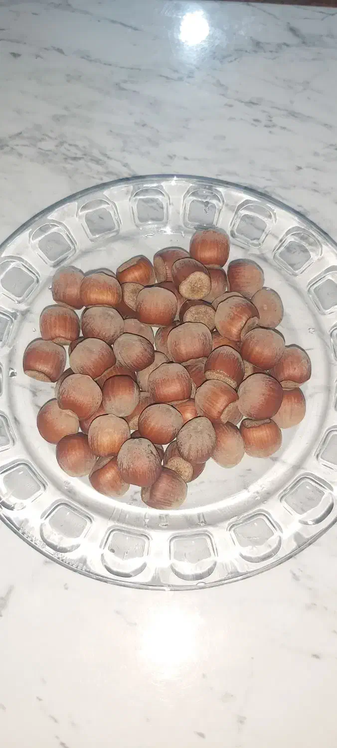 فندق ارگانیک درشت|خوردنی و آشامیدنی|رستم‌آباد, |دیوار