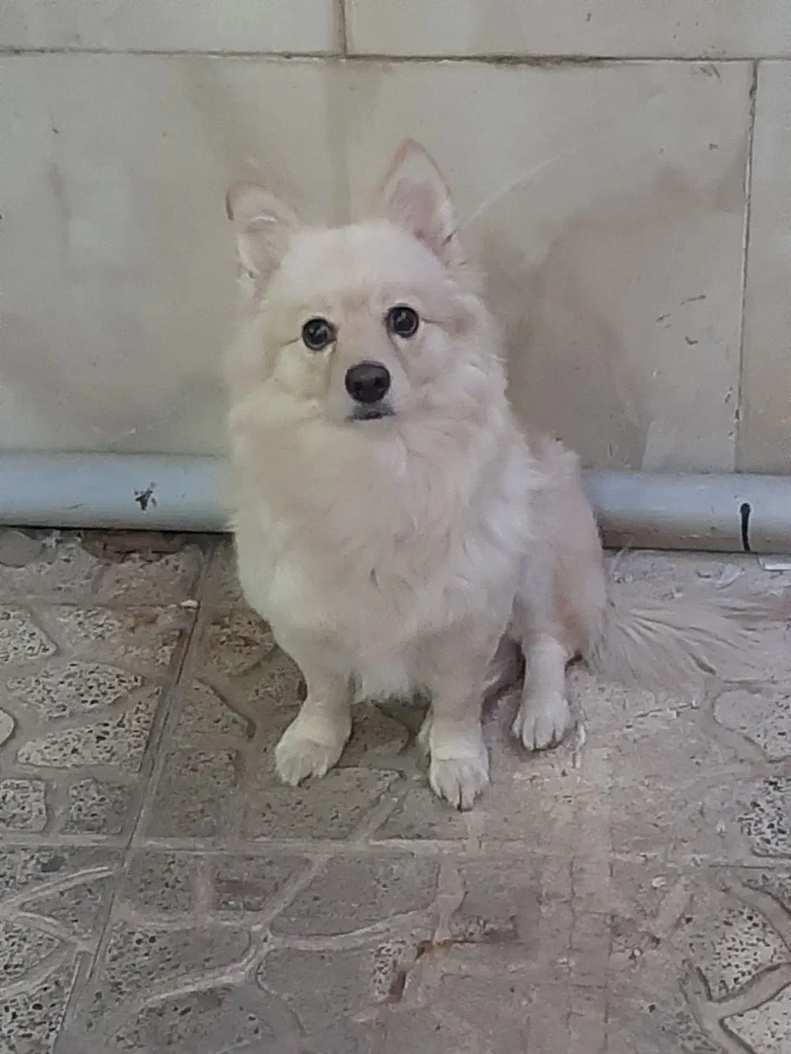 سگ پامراشپیتز|سگ|کرج, فاز ۳ مهرشهر|دیوار