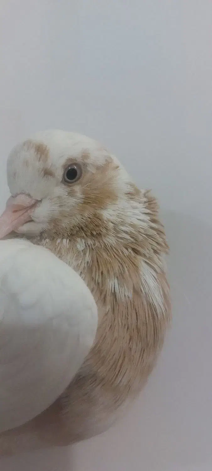 کبوتر ماده|پرنده|نجفآباد, یزدانشهر|دیوار