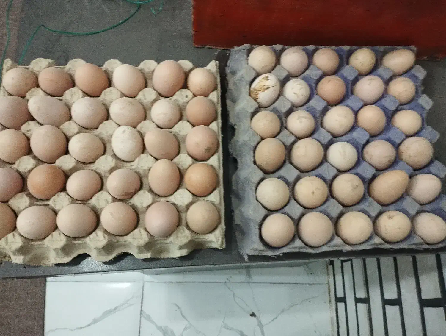 تخم مرغ محلی خوراکی ونطفدار|حیوانات مزرعه|مریوان, |دیوار