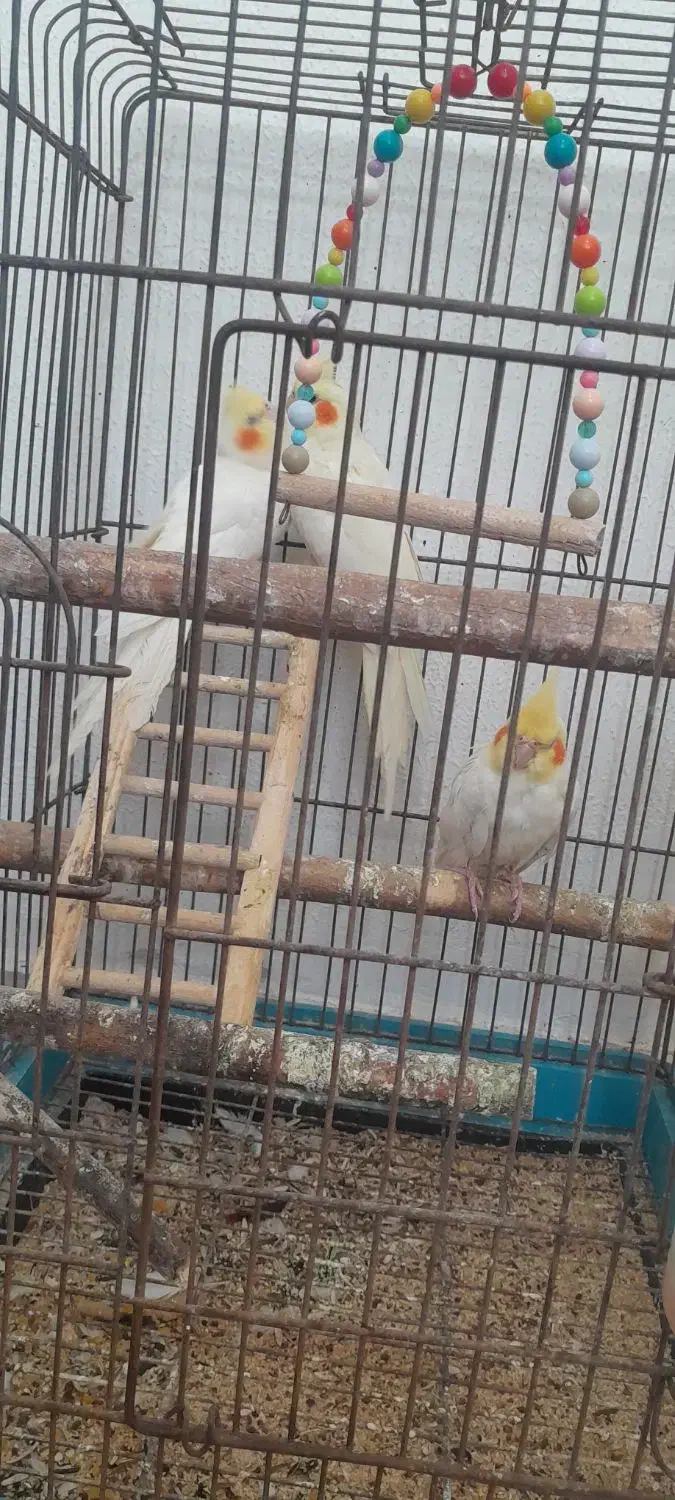 عروس هلندی|پرنده|کیش, |دیوار