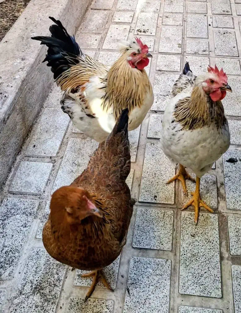 مرغ و خروس محلی|حیوانات مزرعه|تهران, قاسم‌آباد|دیوار