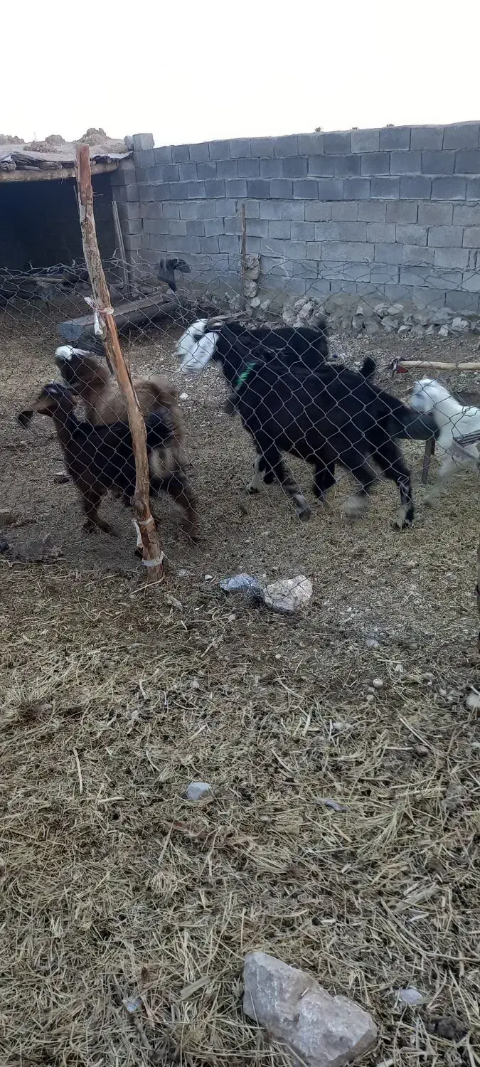 فروش کهره و بز|حیوانات مزرعه|جنت, |دیوار