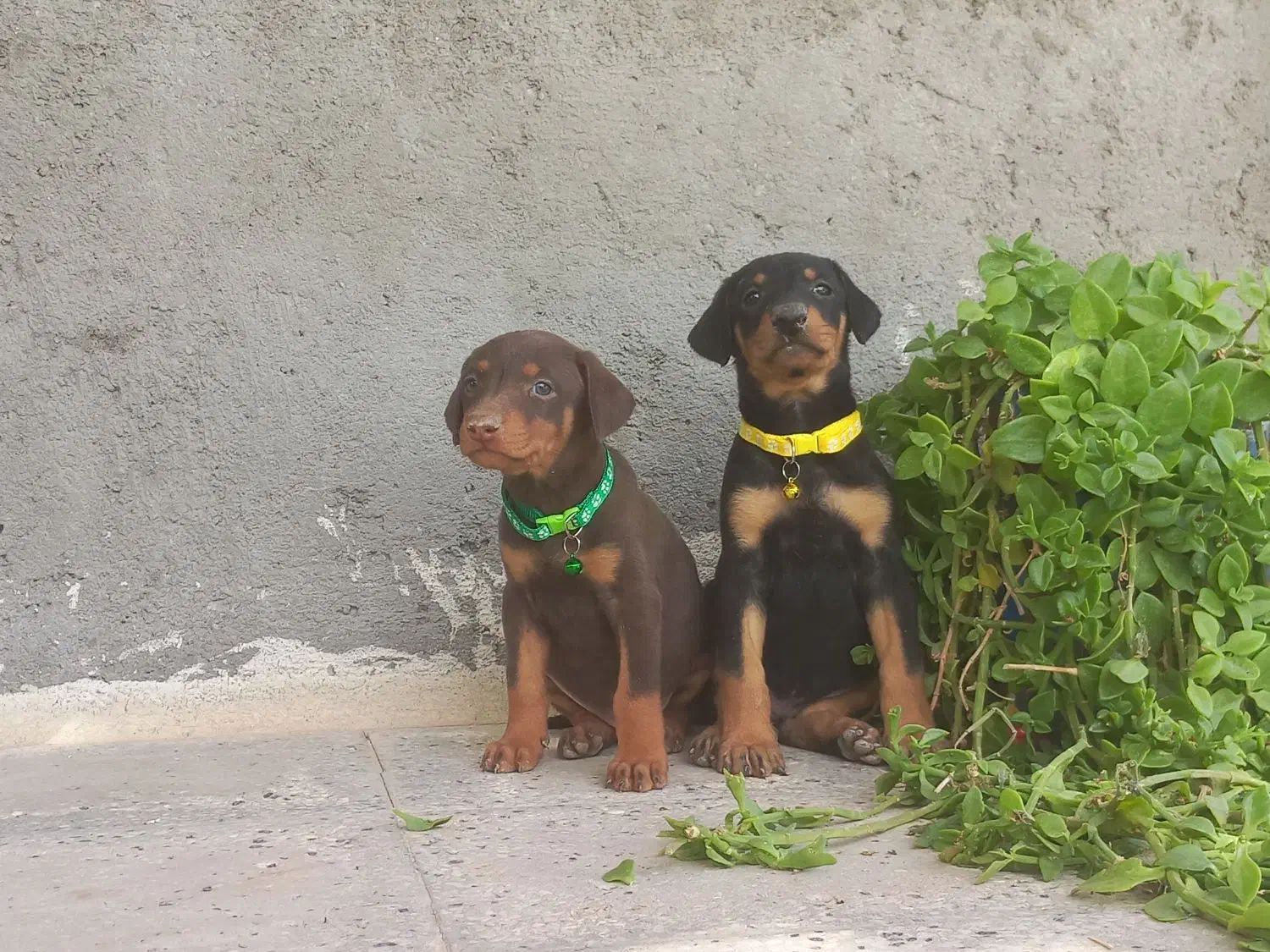 توله دوبرمن حرفه ای با قیمتی استسناءی|سگ|تهران, جوادیه|دیوار