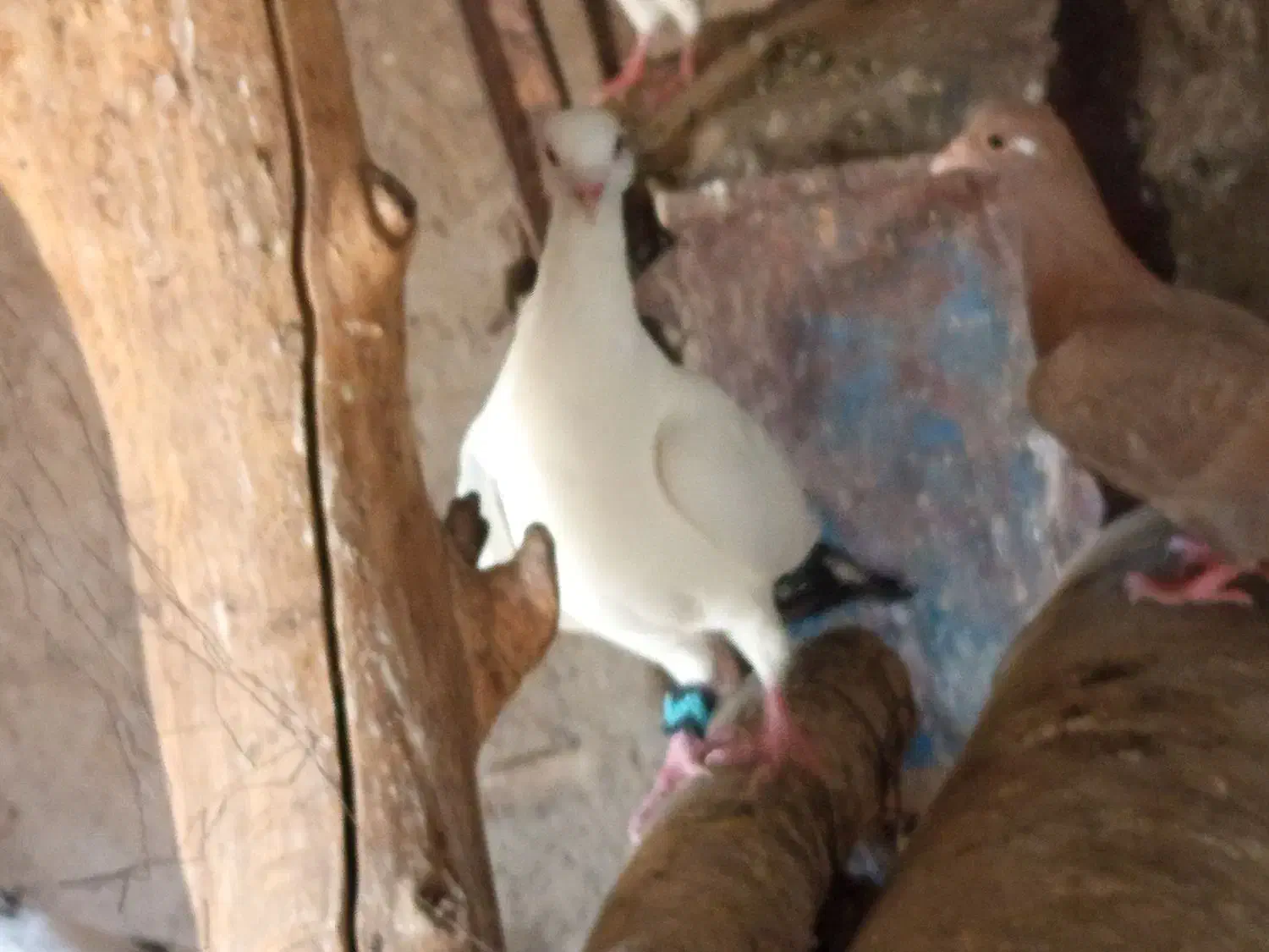 تعدادی کبوتر|پرنده|زرند, |دیوار