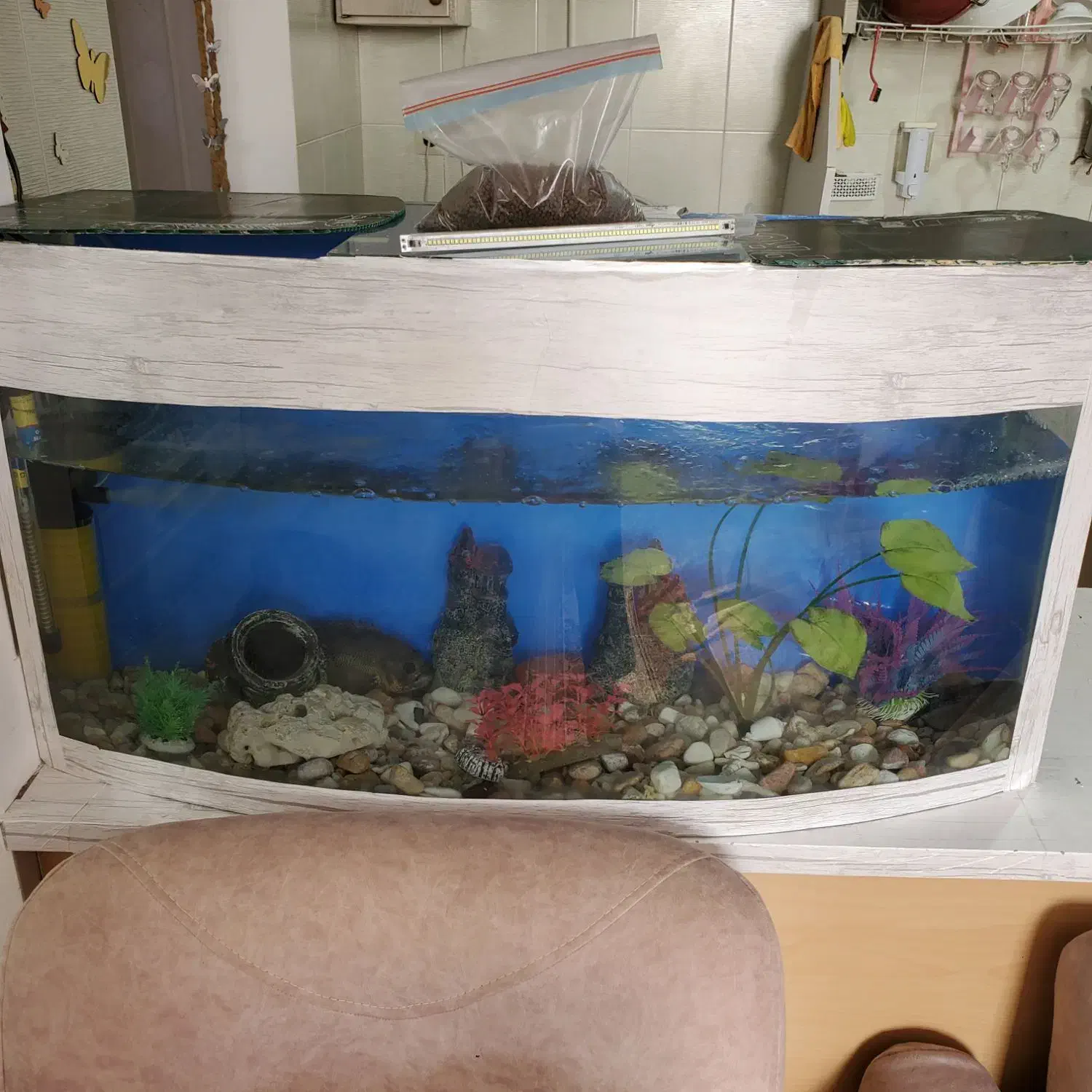 اکواریوم|ماهی|میانه, |دیوار