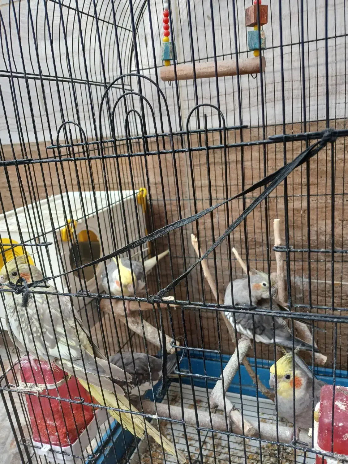 عروس هلندی دوتاجفت یک میلیون وسیصد|پرنده|لنگرود, |دیوار