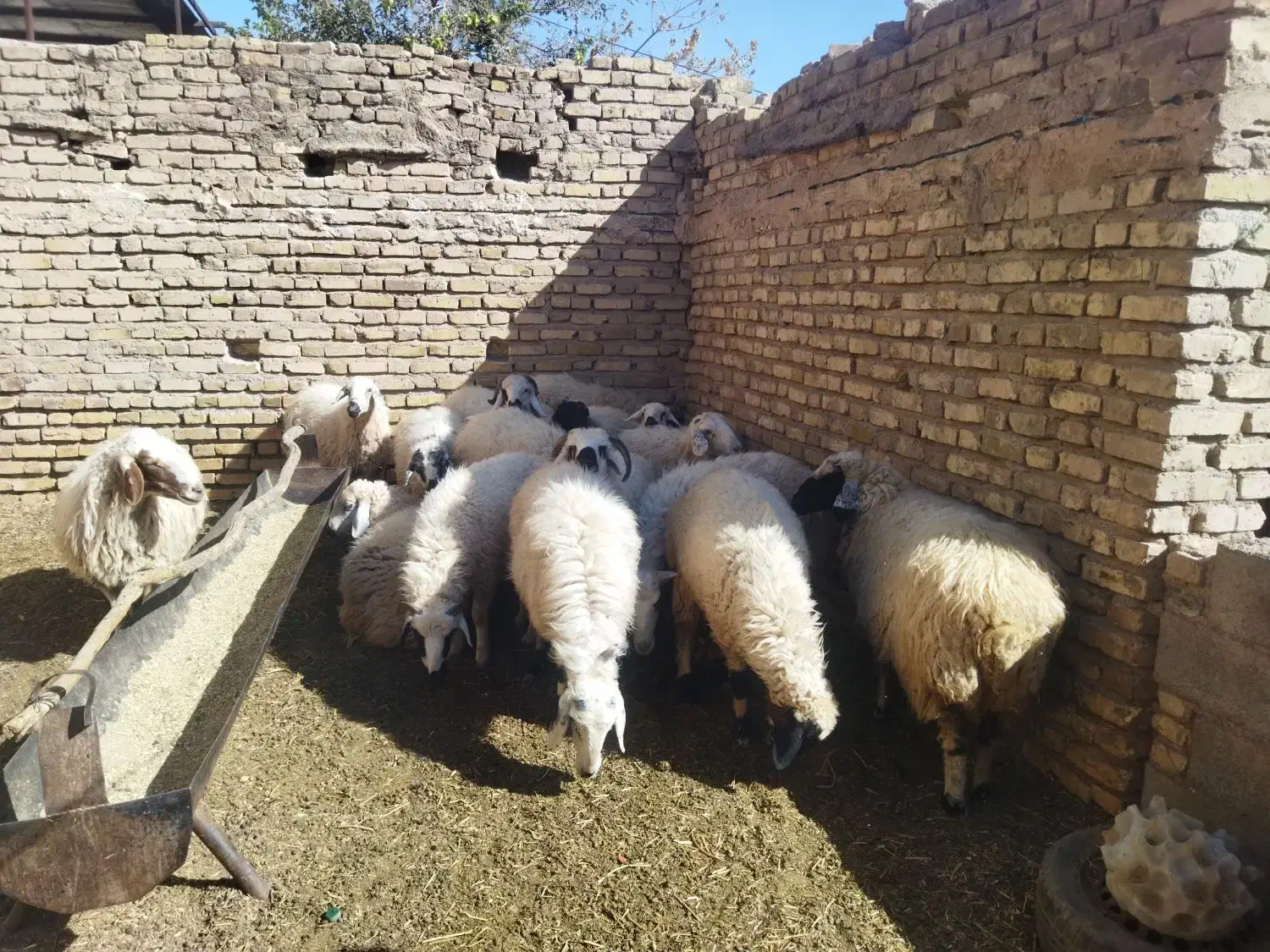 فروشی|حیوانات مزرعه|زید آباد, |دیوار