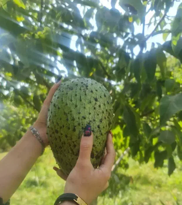 نهال فندق ماکادمیا پالم نشا آووکادو موز اواکادو|گل و گیاه طبیعی|تنکابن, |دیوار