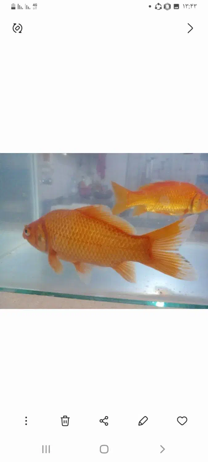 ماهی قرمز سایز بزرگ|ماهی|سیرجان, |دیوار