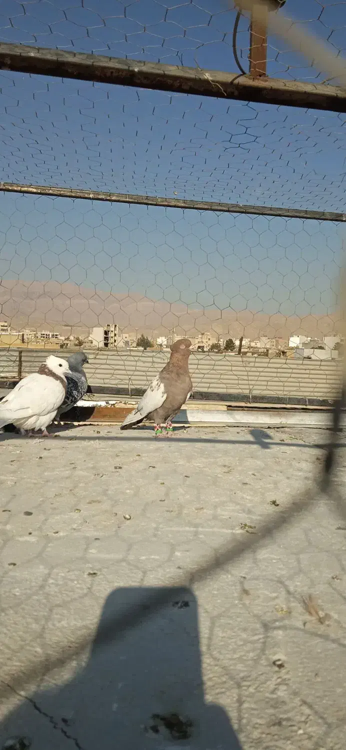 نرسینه وماده شهری سوسنی|پرنده|شیراز, دارالرحمه|دیوار