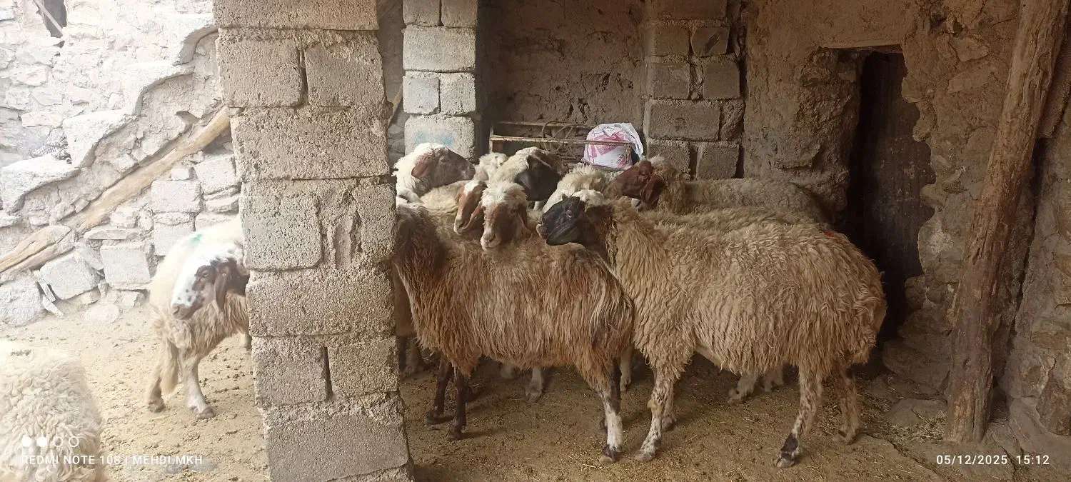 مالچه ۱۶عدد کمی سن دارن قیمت. ۲۵ملیون|حیوانات مزرعه|ماهیدشت, |دیوار